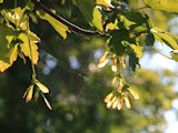 Bild: IMG_0491.JPG