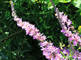 Bild: IMG_0702.JPG