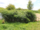 Bild: IMG_0777.JPG