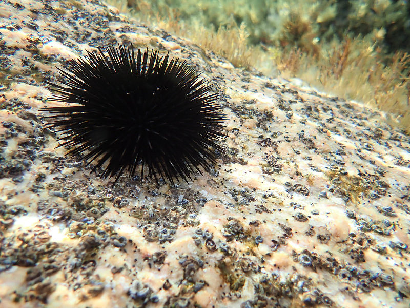 Bild: Foto_0842_P7240141.JPG