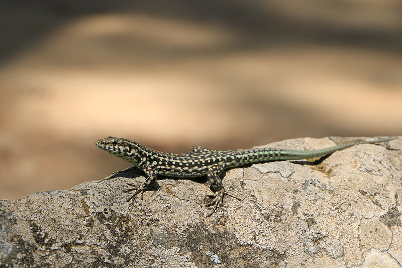 Bild: Foto_1190_IMG_4095.JPG