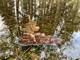 Bild: signal-2026-03-01-132344.jpg