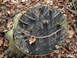 Bild: signal-2026-03-01-134613.jpg