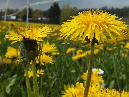 Bild: dscf3085.jpg