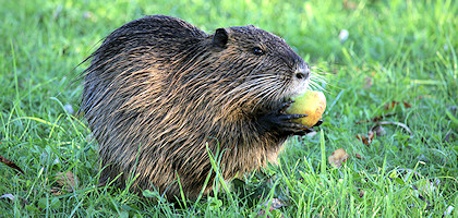 Nutria auf unserem Vereinegelände Nutria auf unserem Vereinegelände