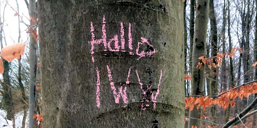 Schnitzeljagd: Markierung an einem Baum